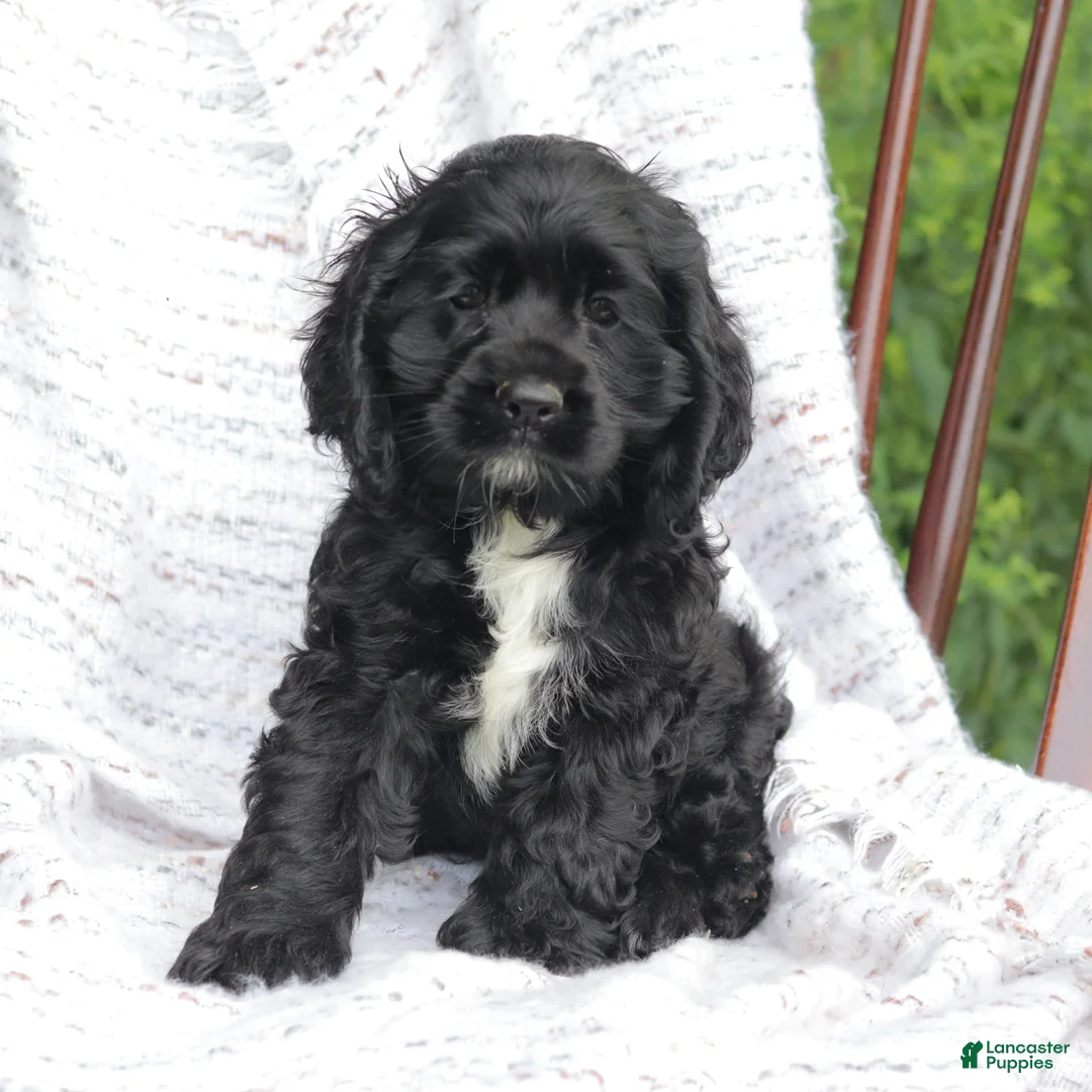 Cocker Spaniel dogs for sale: Cookie - Ad 1