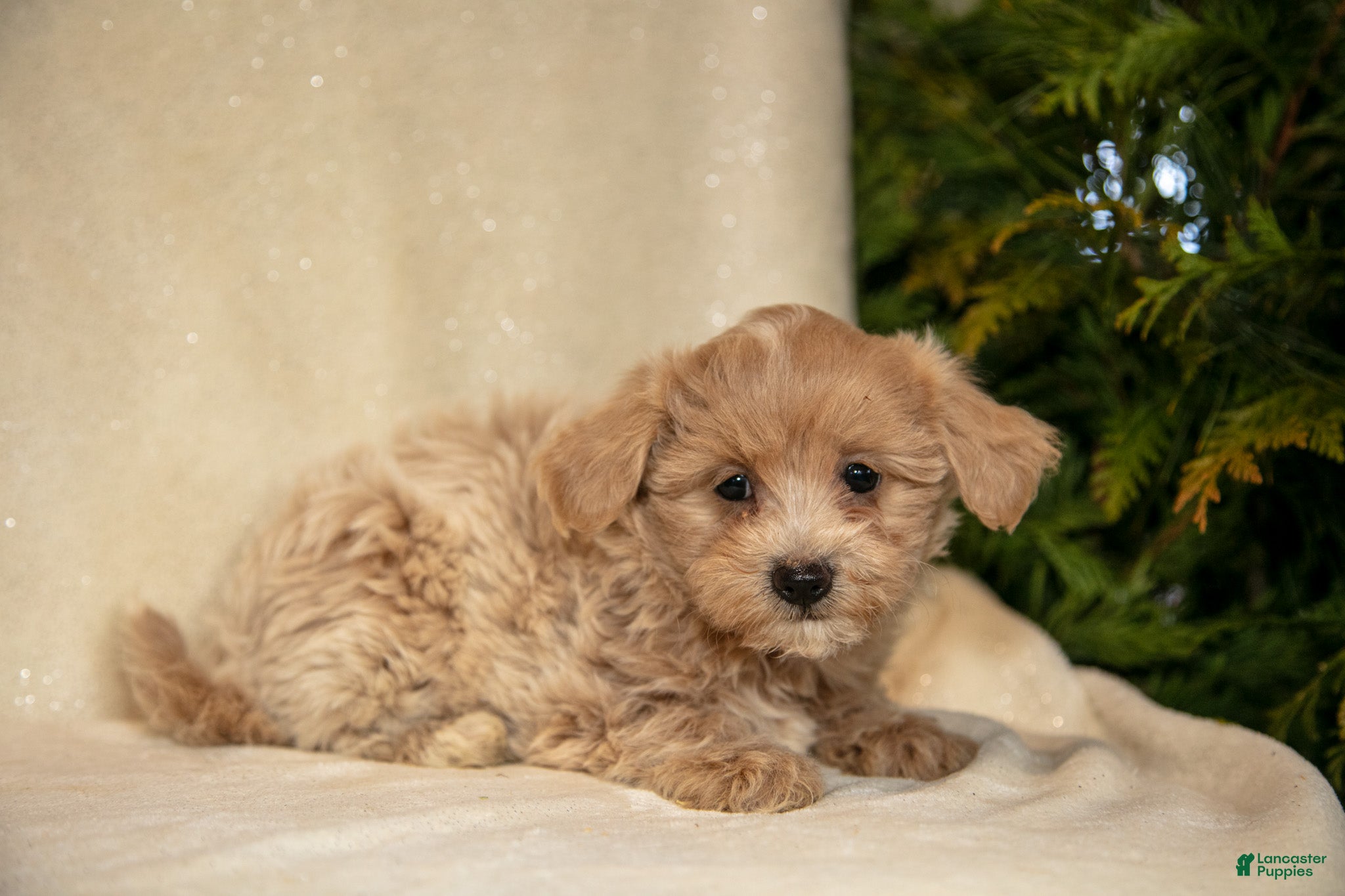 Bichpoo dogs Regan - Ad 2