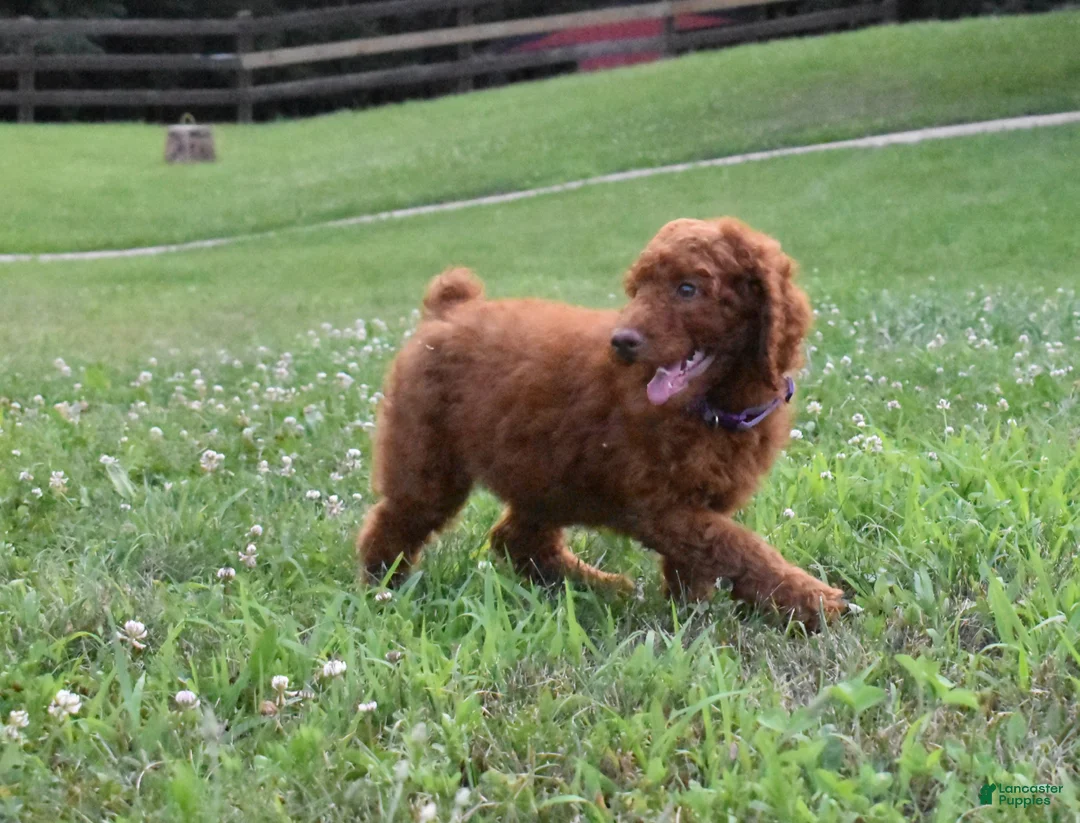 Standard Poodle dogs for sale: Eli moyen - Ad 2