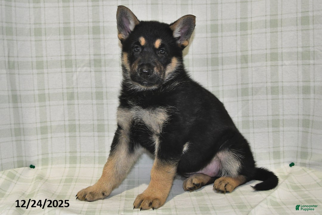 German Shepherd dogs for sale: Myla - Ad 5