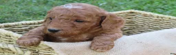 Mini Goldendoodle dogs for sale: Marshmallow  - Ad 4