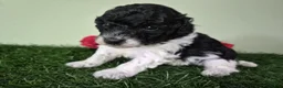 Miniature Poodle dogs for sale: Cooper - Ad 4