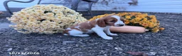Welsh Springer Spaniel dogs for sale: Lori - Ad 13
