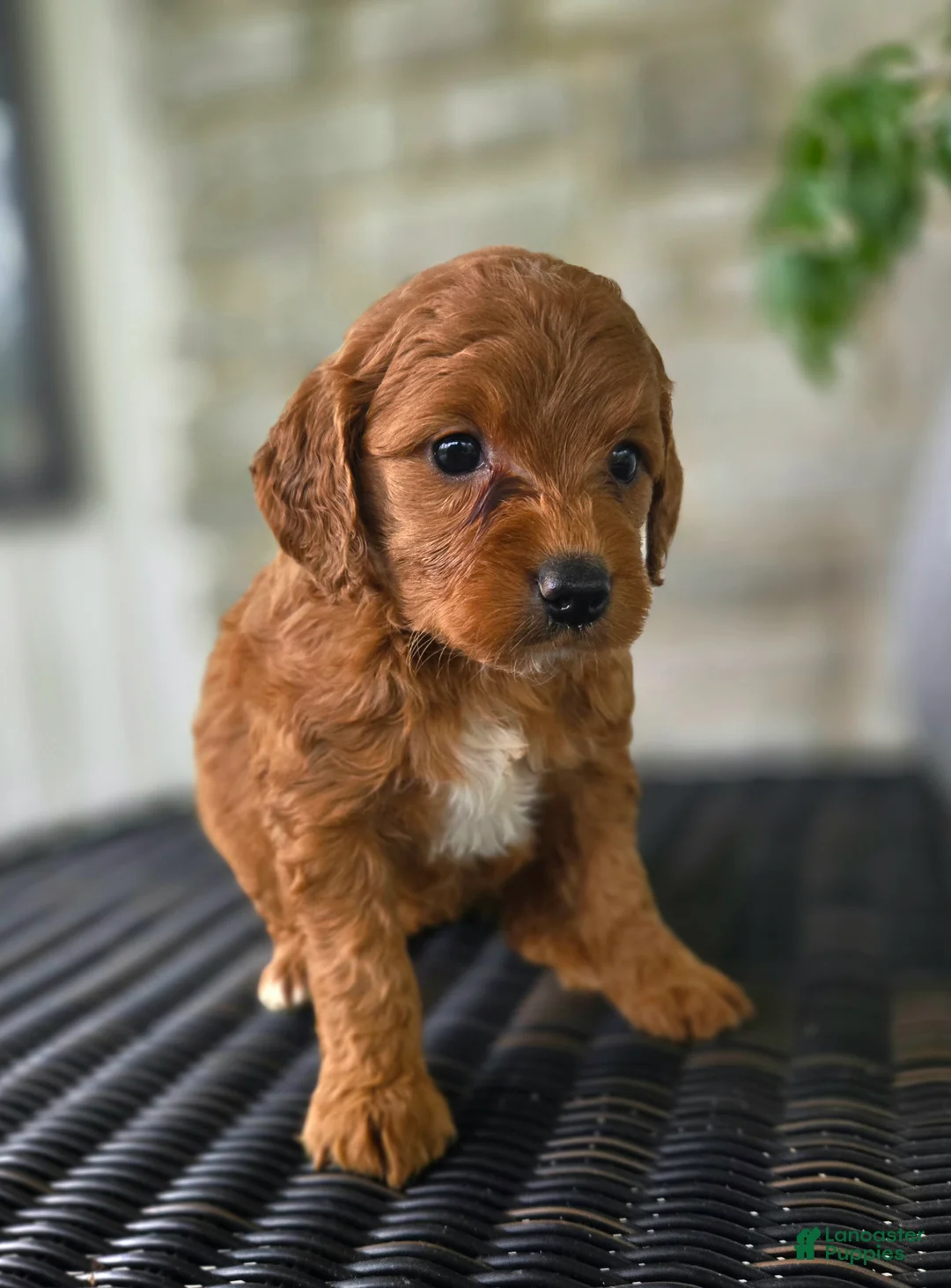 Mini Goldendoodle dogs for sale: Mini Goldendoodle Puppy 6 - Ad 2