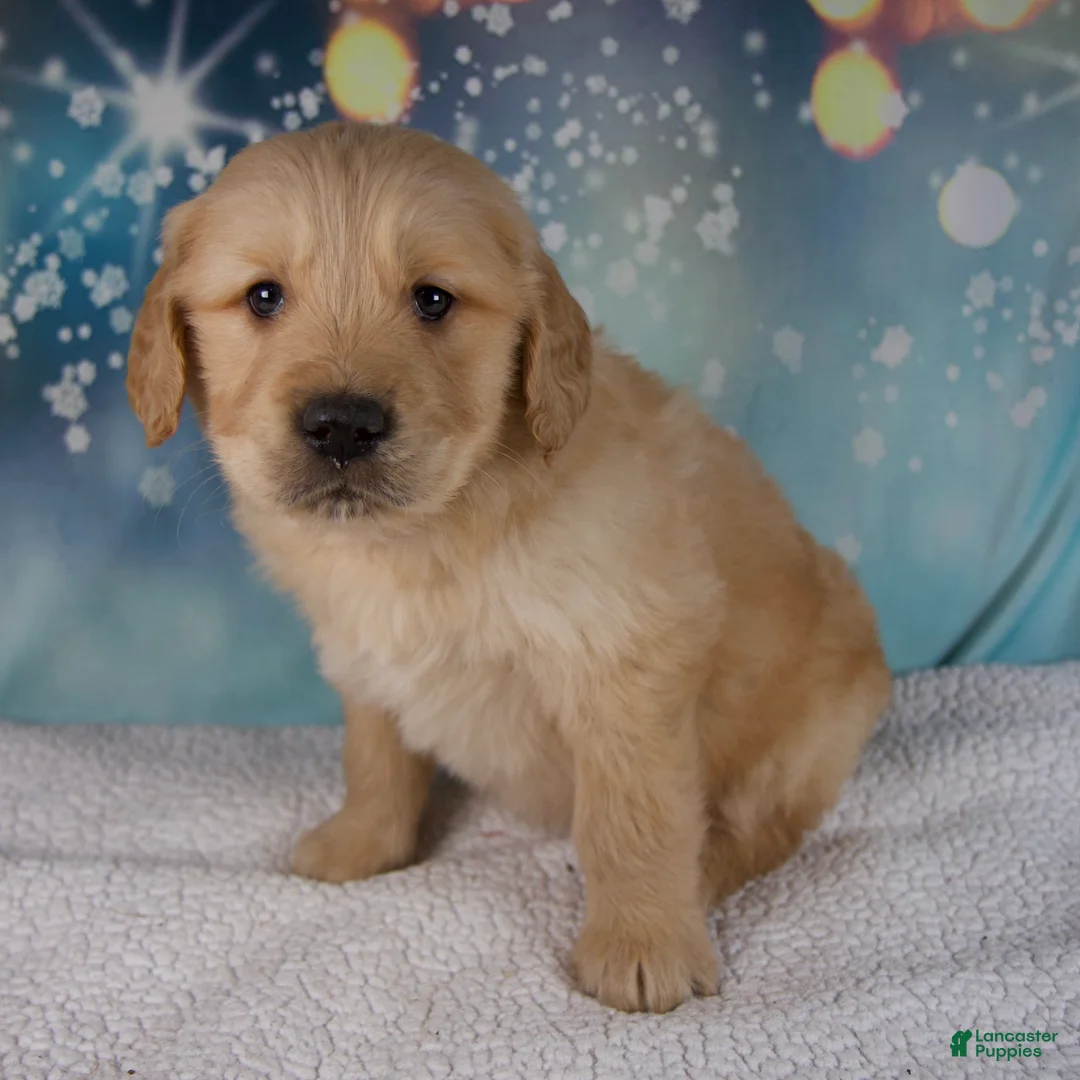 Golden Retriever dogs for sale: Enzo - Ad 2