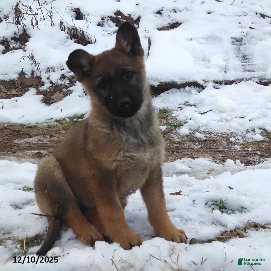 German Shepherd dogs Archie - Ad 41