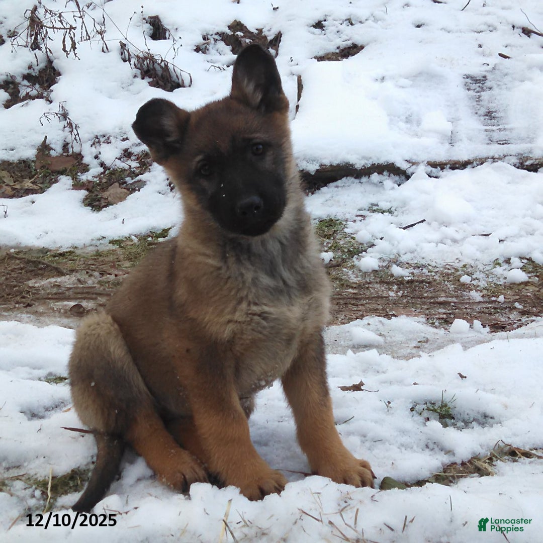 German Shepherd dogs for sale: Archie - Ad 1