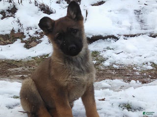 German Shepherd dogs Archie - Ad 21