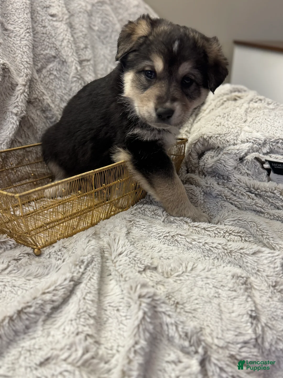 Mixed Breed dogs for sale: Dumpling - Ad 9