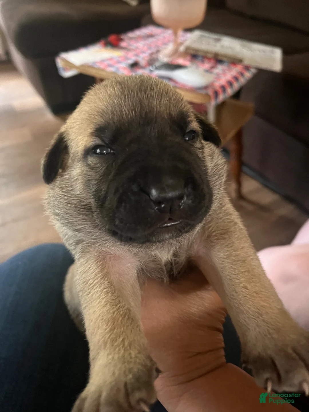 Mixed Breed dogs for sale: Mixed Breed 7 - Ad 1
