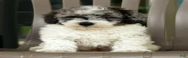 Felix