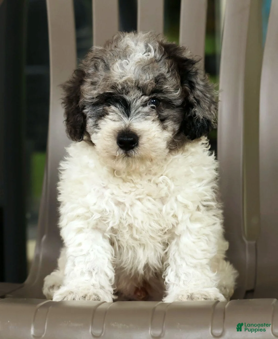 Miniature Poodle dogs for sale: Felix - Ad 1