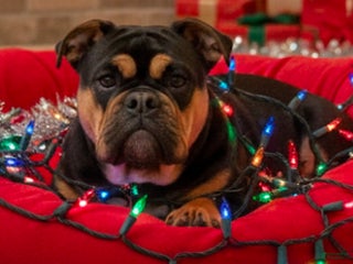 Olde English Bulldogge dogs Olde English Bulldogge Puppy 1 - Ad 36