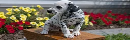 Dalmatian dogs for sale: Layla - Ad 8