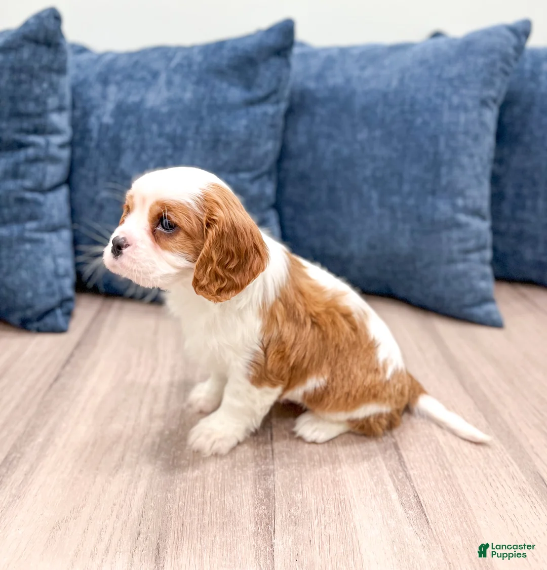 Cavalier King Charles Spaniel dogs for sale: Valor - Ad 4