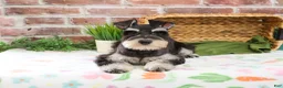 Miniature Schnauzer dogs for sale: Sherman  - Ad 5
