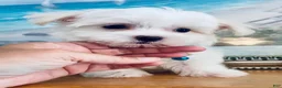 Maltese dogs for sale: Toy sized Andi - Ad 5