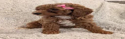 Miniature Poodle dogs for sale: Quinn - Ad 12