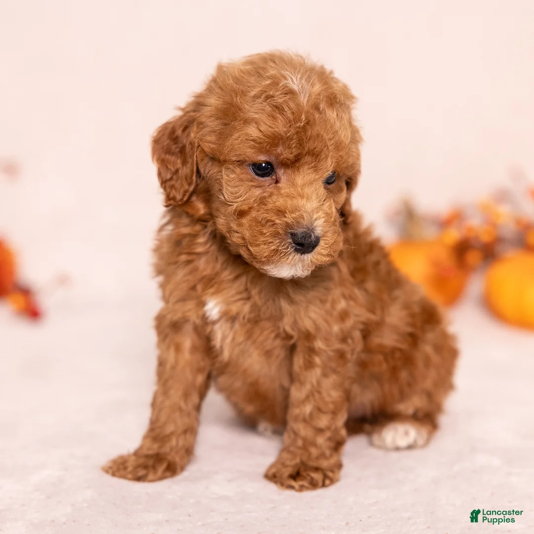 Miniature Poodle dogs for sale: O'Riley - Ad 5