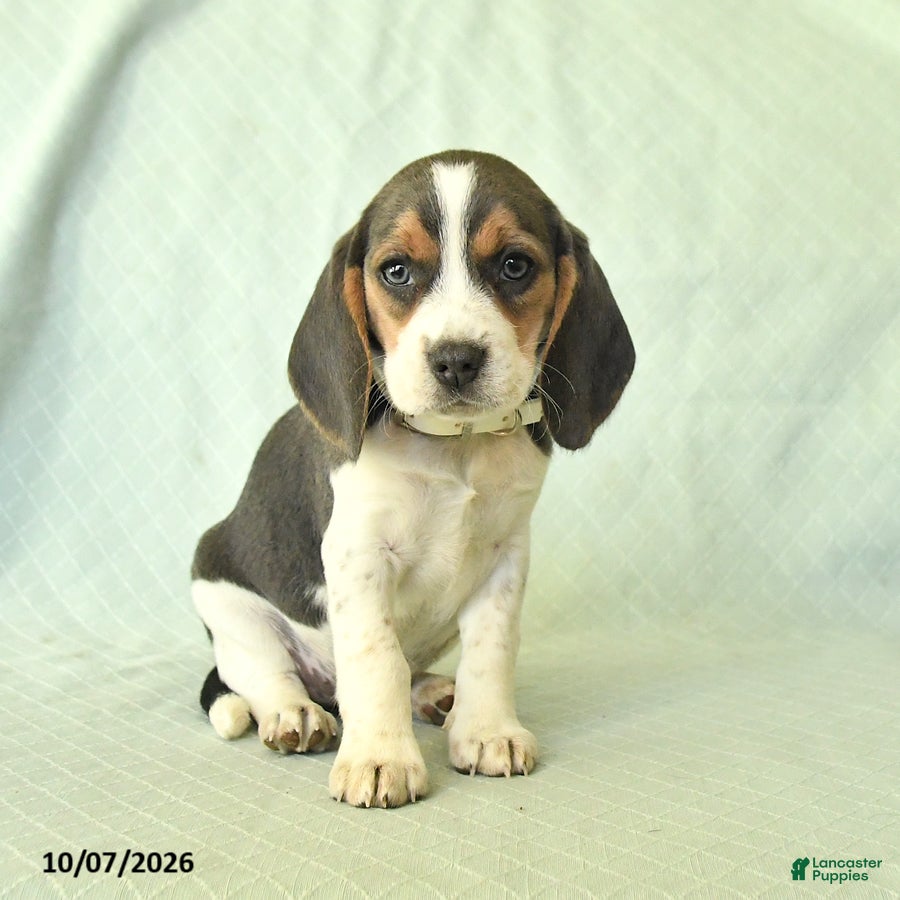 Beagle dogs Yasmine - Ad 2