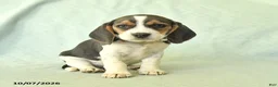 Beagle dogs for sale: Yasmine - Ad 2