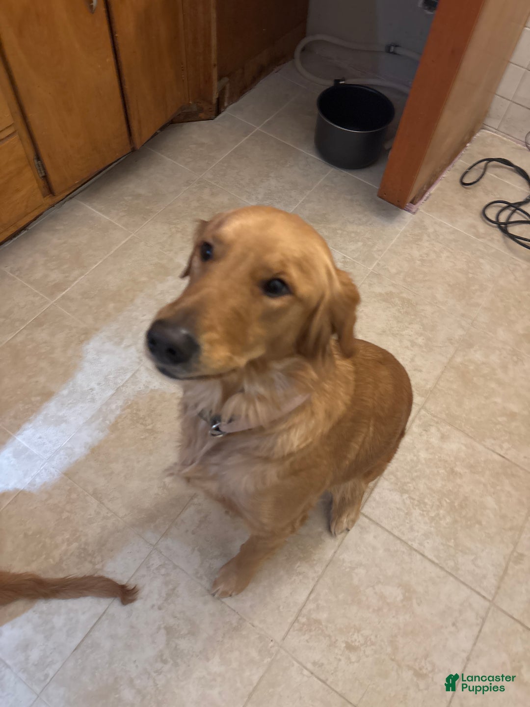 Golden Retriever dogs for sale: Golden Retriever Puppy 1 - Ad 3