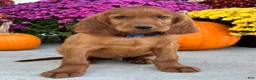 Irish Setter dogs for sale: Ralph - Ad 13