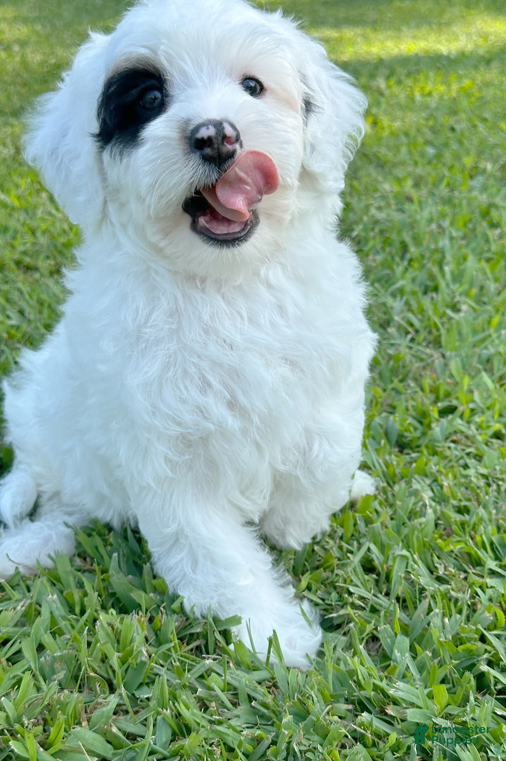 Mini Bernedoodle dogs 🛥️ 👨‍✈️ 🌊 SAILOR 🌊 👨‍✈️ 🛥️  - Ad 2