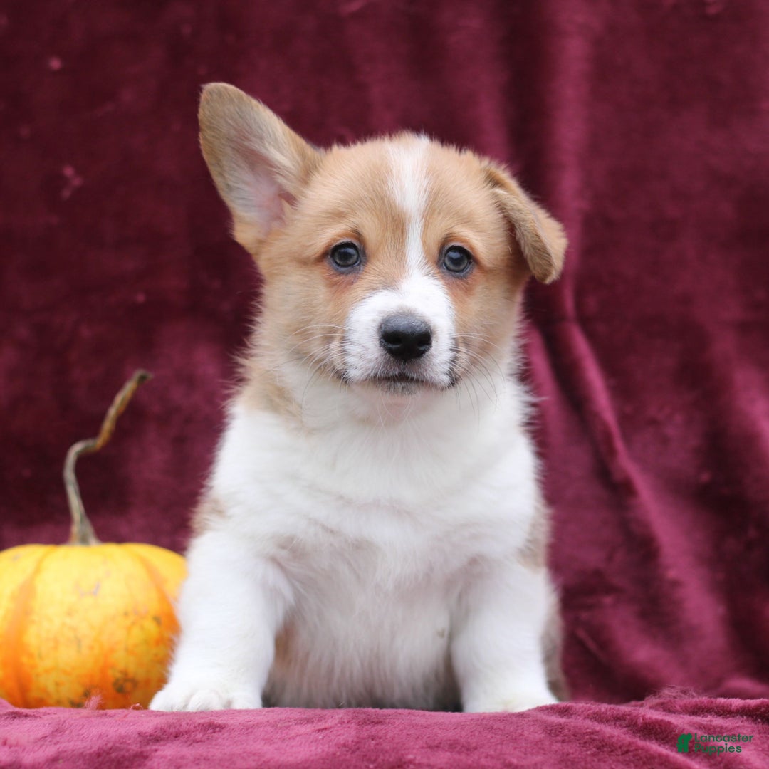 Welsh Corgi Pembroke dogs for sale: Hans  - Ad 1