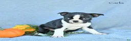 Boston Terrier dogs for sale: Carla - Ad 2