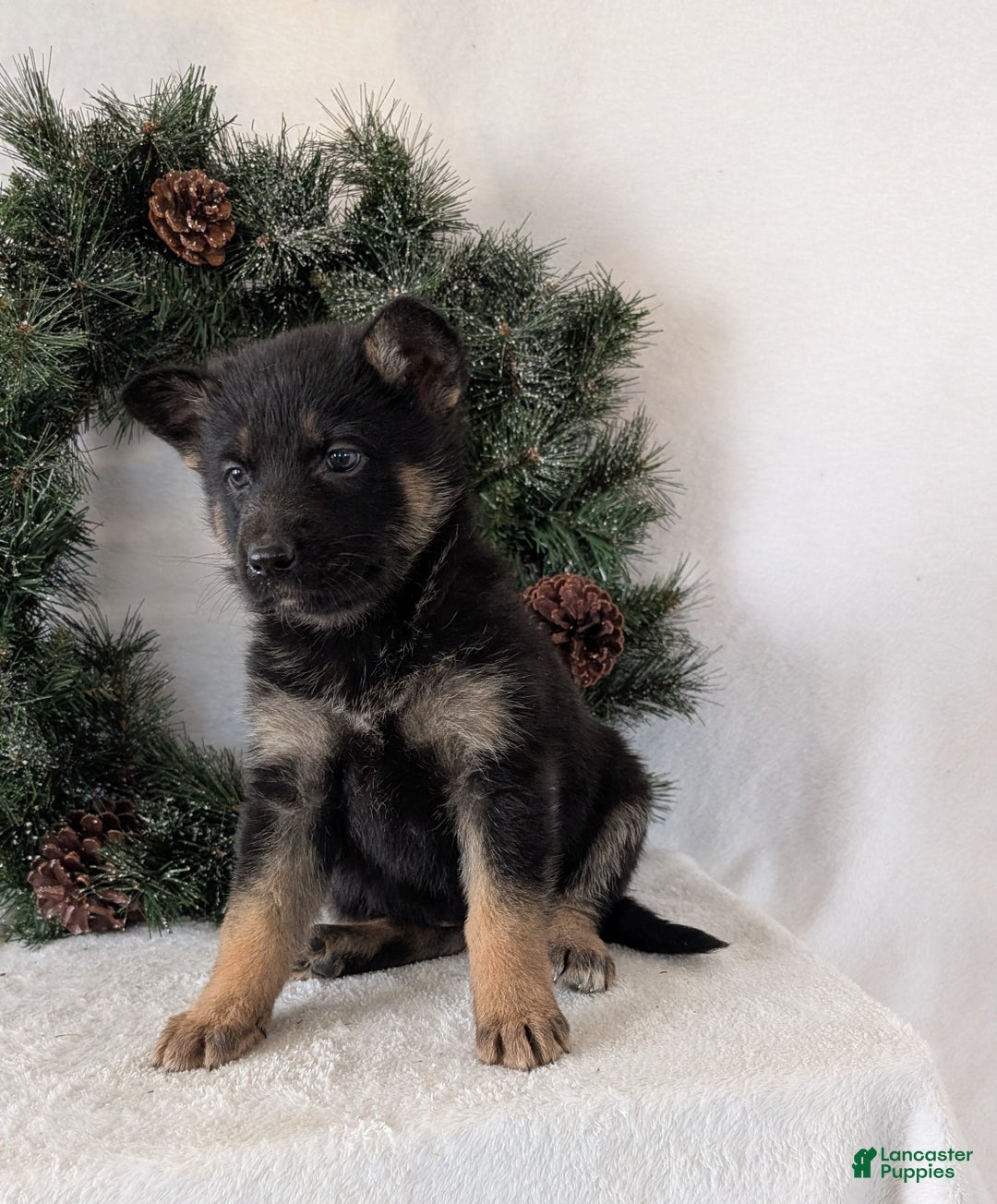 German Shepherd dogs for sale: Emmie  - Ad 4