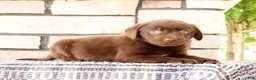 Labrador Retriever dogs for sale: Ricky - Ad 4