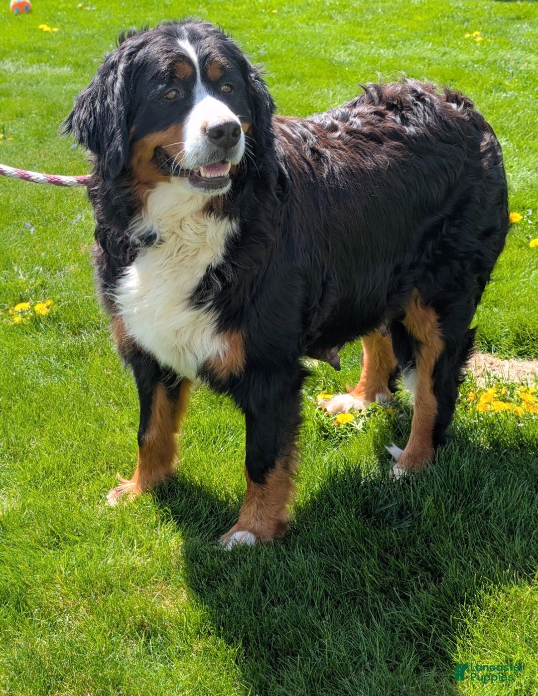 Mini Bernedoodle dogs for sale: Mini Pippa  - Ad 18