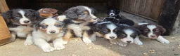 Australian Shepherd dogs for sale: Australian Shepherd Puppy 7 "Diam" - Ad 8