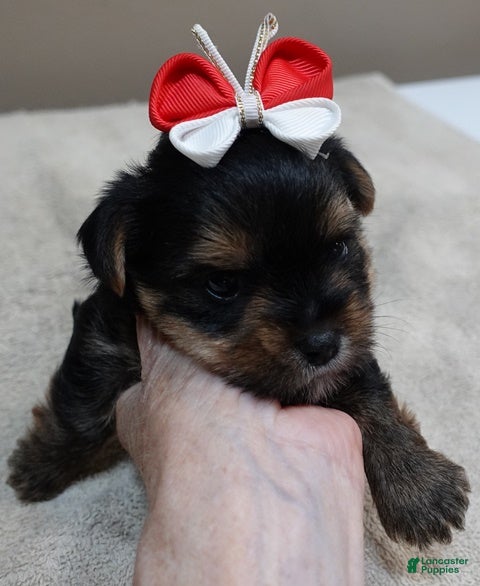 Yorkshire Terrier dogs Moose - Ad 23