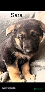 German Shepherd dogs Sara  - Ad 20