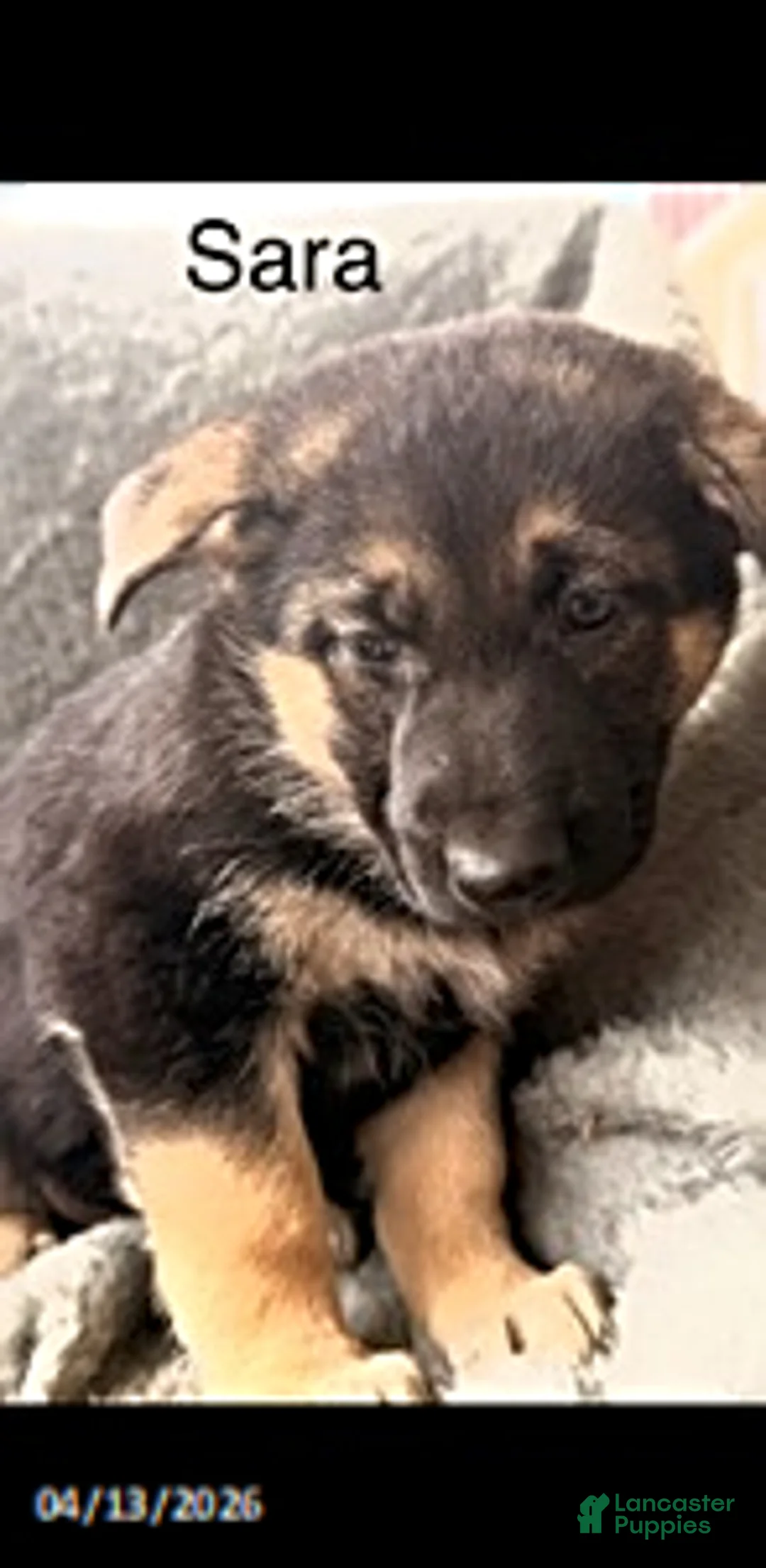 German Shepherd dogs for sale: Sara  - Ad 1