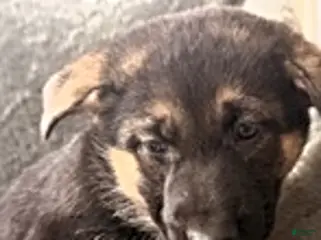 German Shepherd dogs Sara - Ad 37