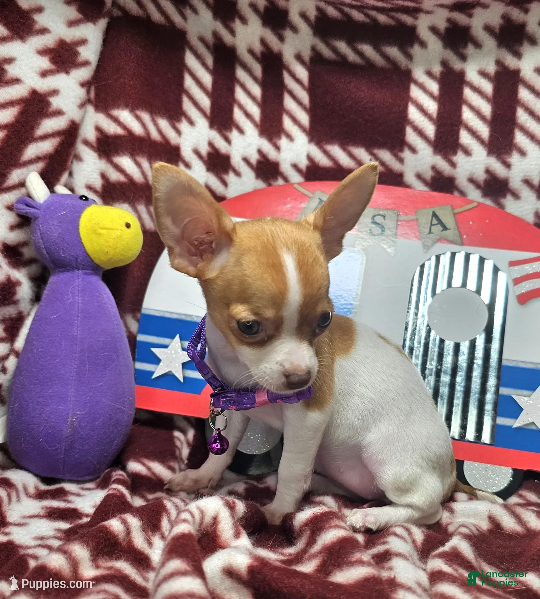 Chihuahua dogs Otessa (party) - Ad 40
