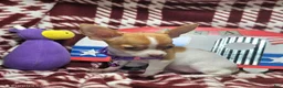 Chihuahua dogs for sale: Otessa (party) - Ad 1