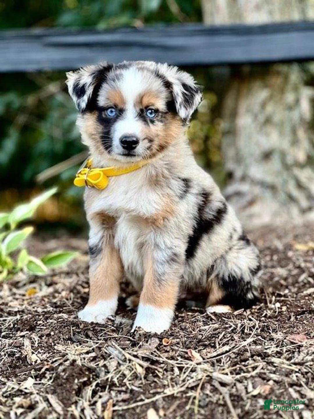 Gallery Image {{count}}