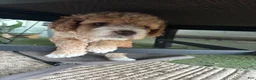 Cockapoo dogs for sale: Snuggles - Ad 3
