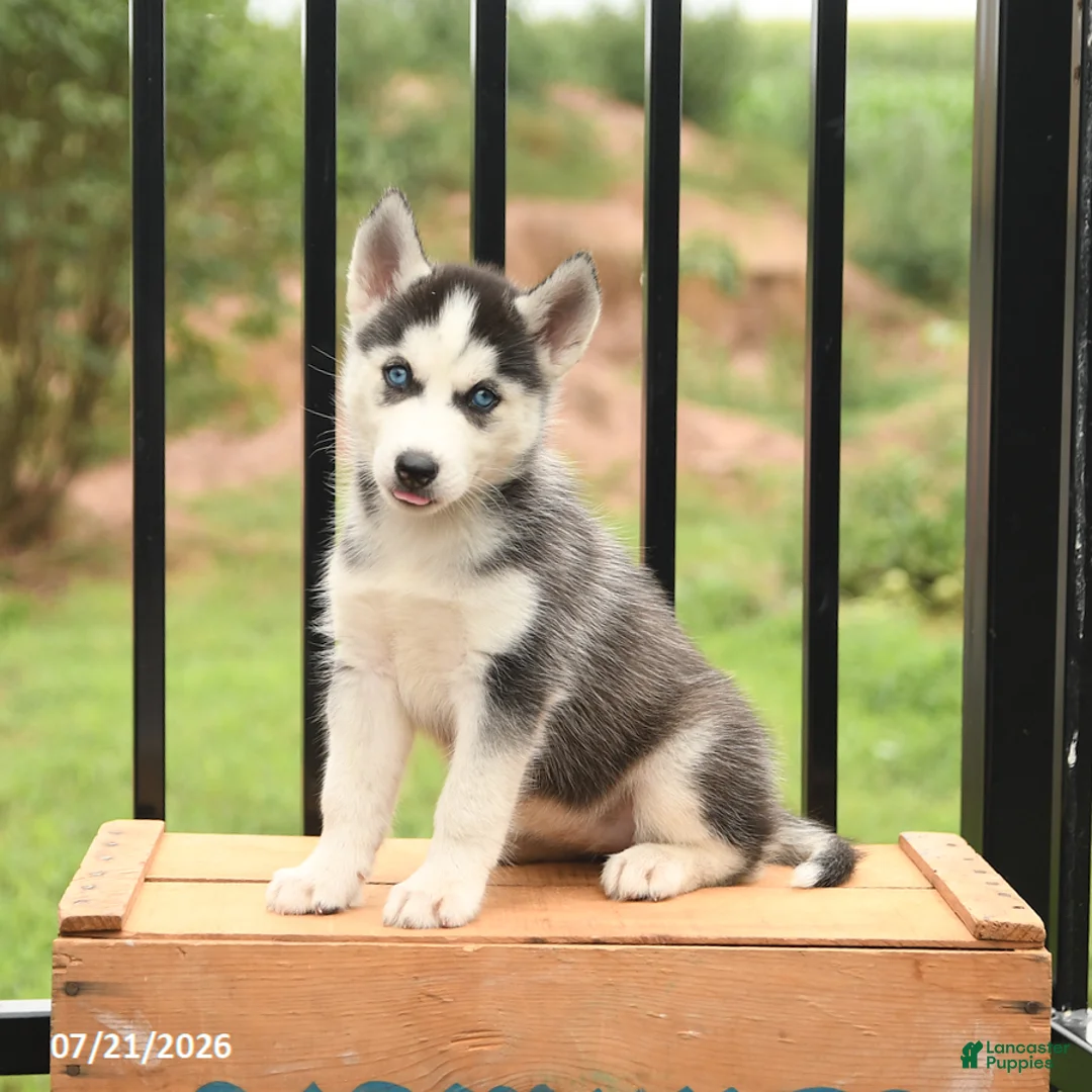 Siberian Husky dogs for sale: Beauty - Ad 1