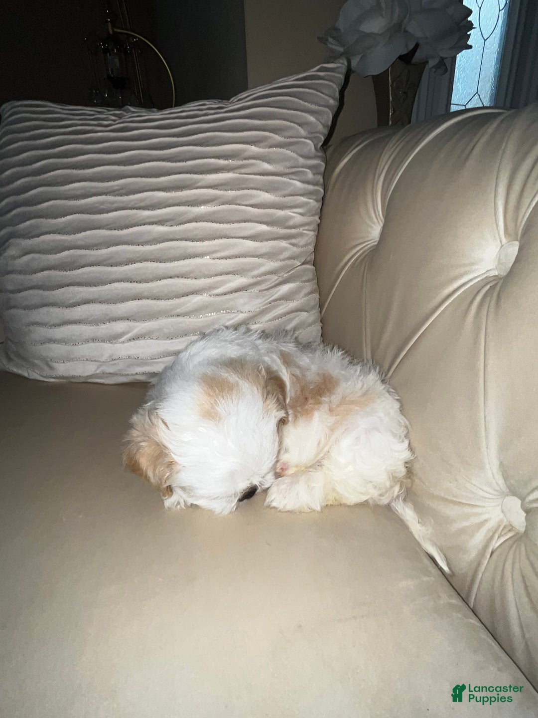 Shih Tzu dogs for sale: Maple - Ad 12