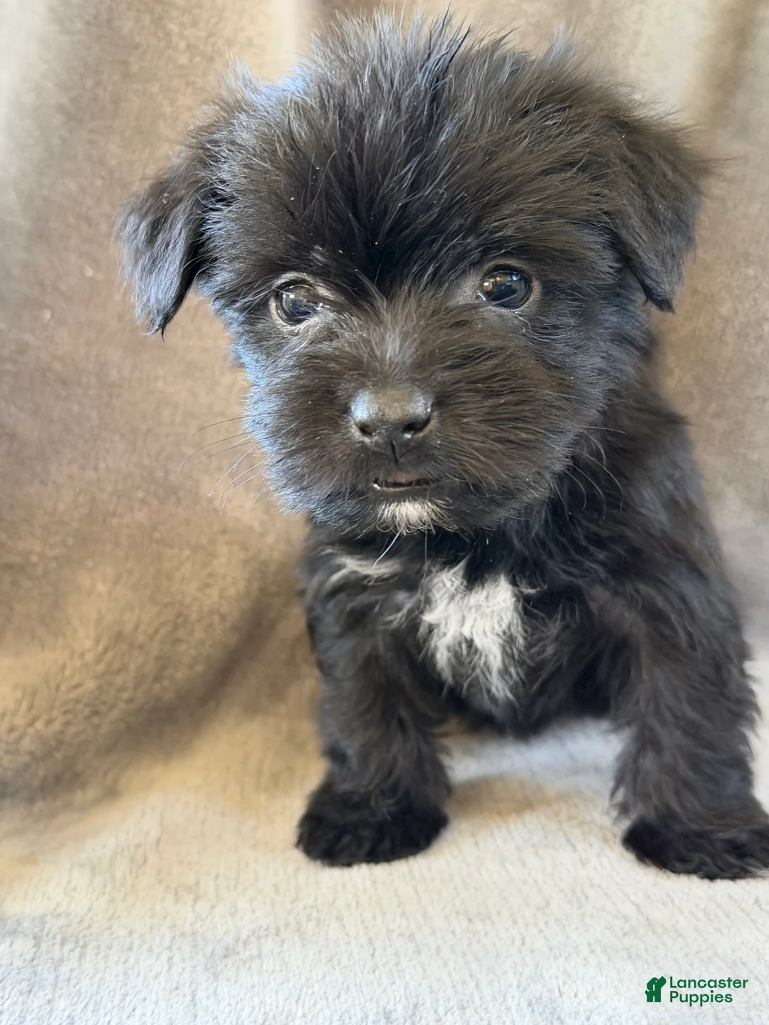 Morkie dogs for sale: Dandelion - Ad 1