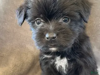 Morkie dogs for sale: Dandelion - Ad 1