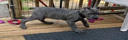 Cane Corso dogs for sale: Black - Ad 6