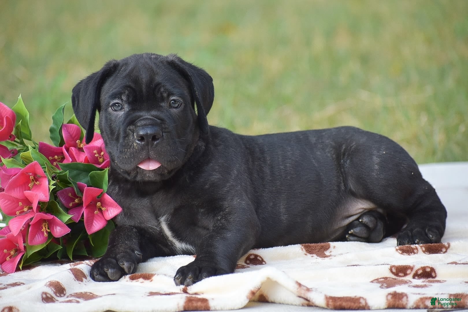 Cane Corso dogs River - Ad 24