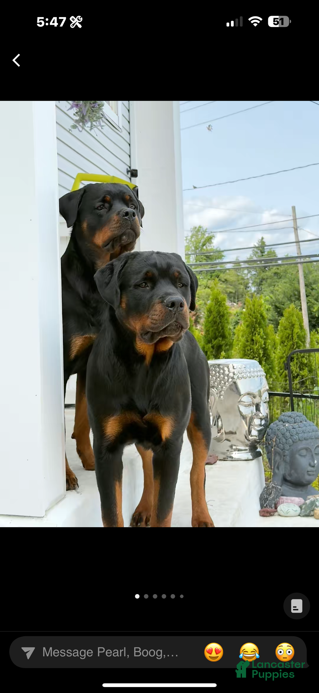 Rottweiler dogs for sale: Orange girl  - Ad 3