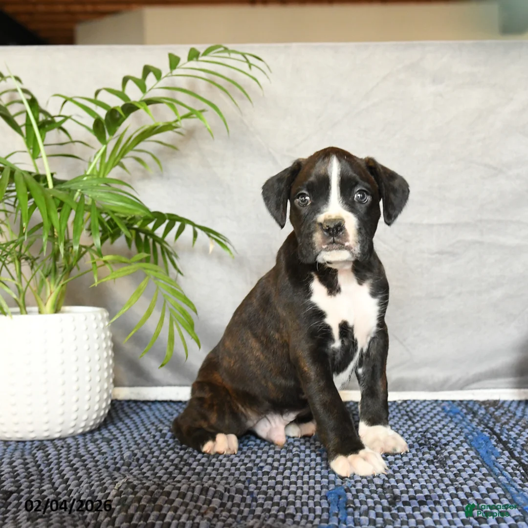 Boxer dogs for sale: Rhett - Ad 1